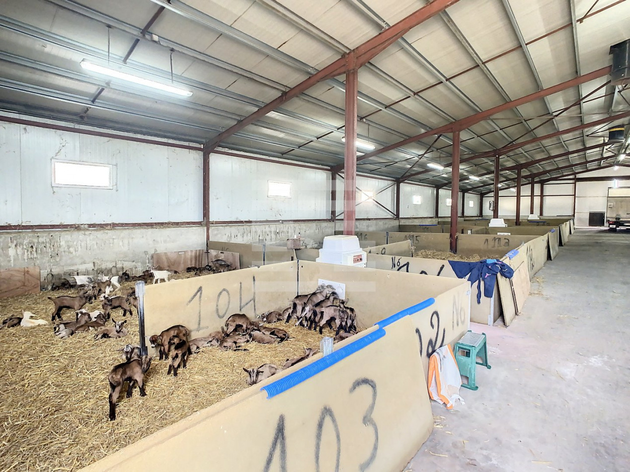 à vendre Ovins / caprins Agen - Photo 3