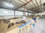 à vendre Ovins / caprins Agen