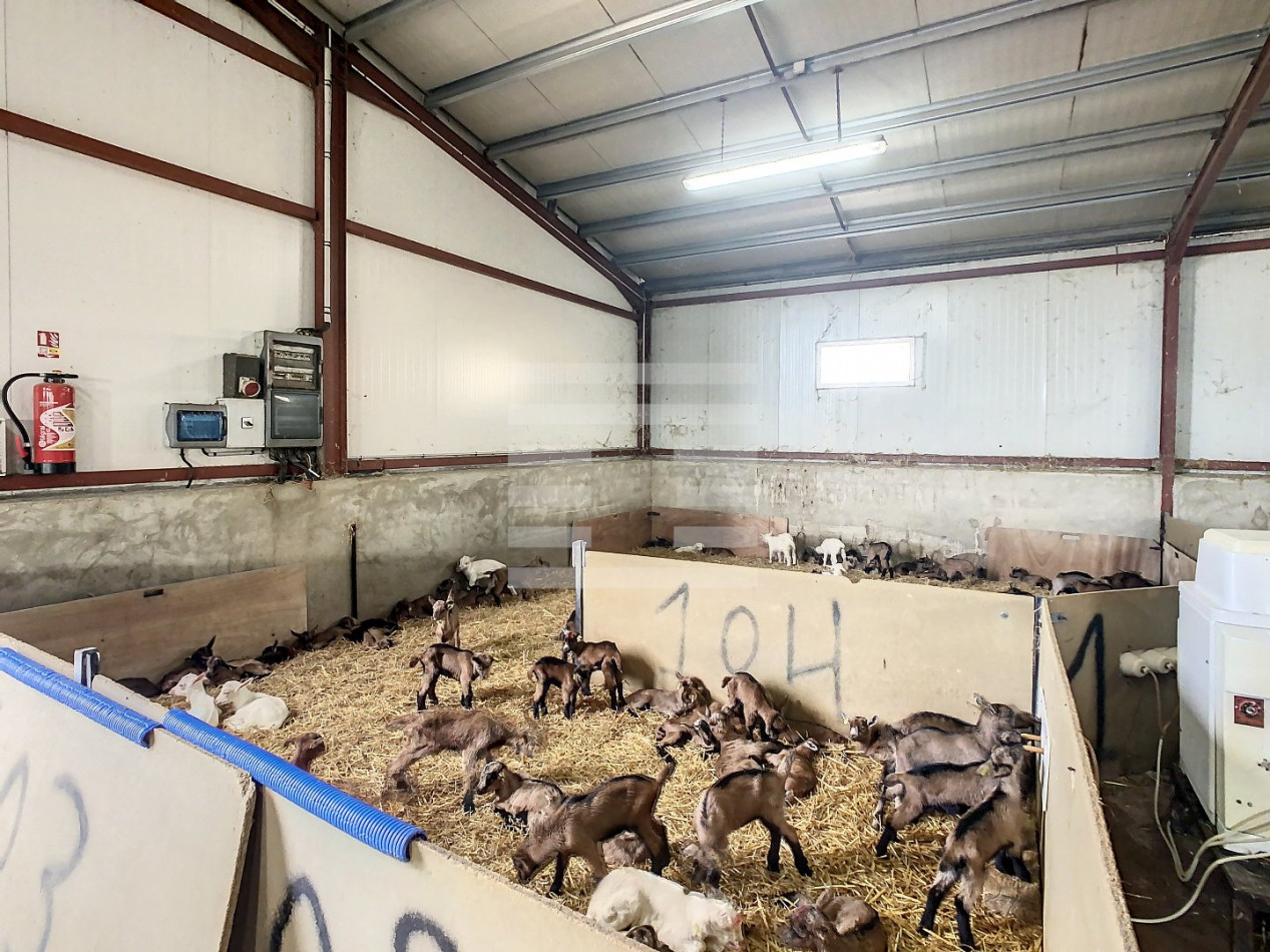 à vendre Ovins / caprins Agen - Photo 4