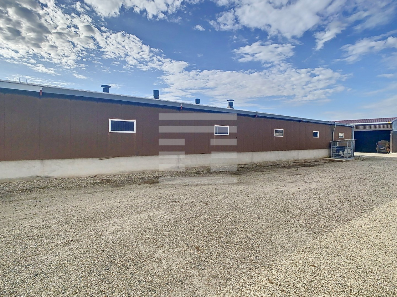 à vendre Ovins / caprins Agen - Photo 6