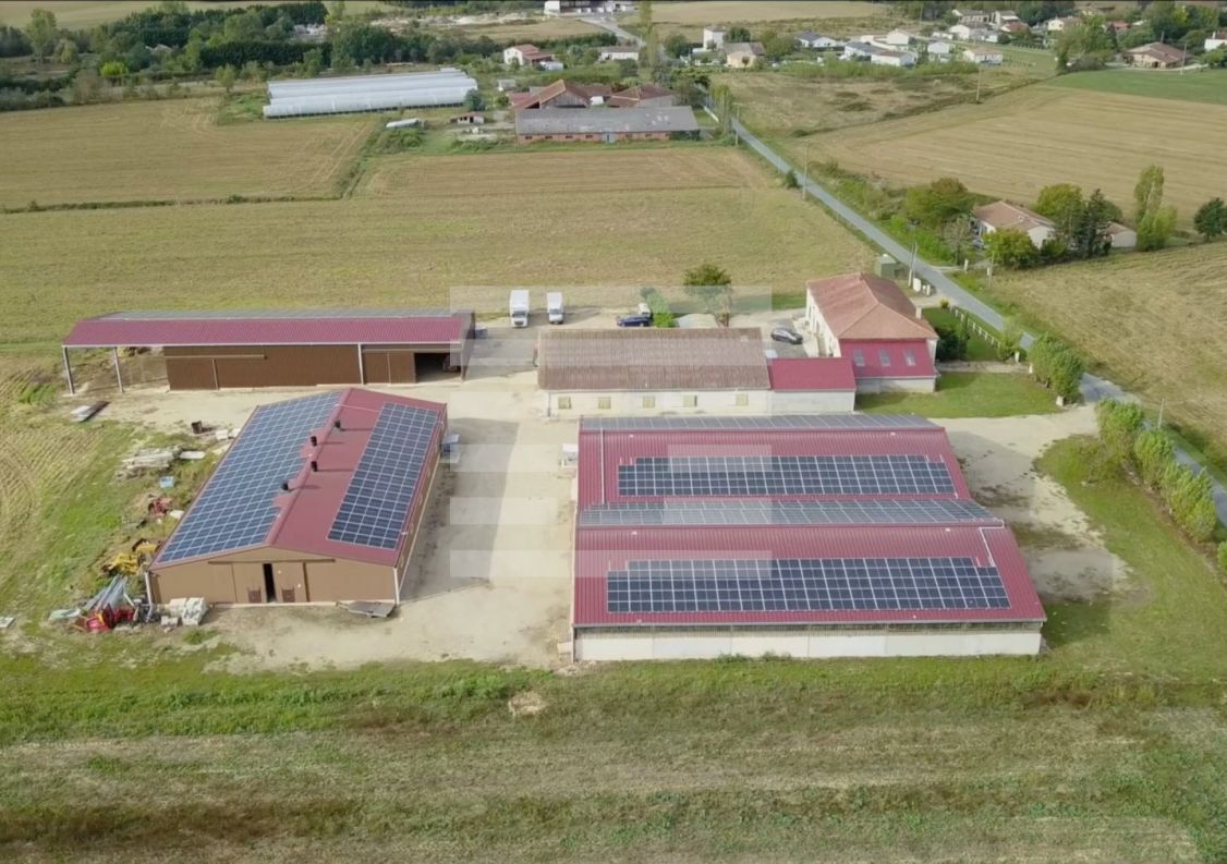 à vendre Ovins / caprins Agen