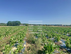 à vendre Horticole /maraîchage Marmande