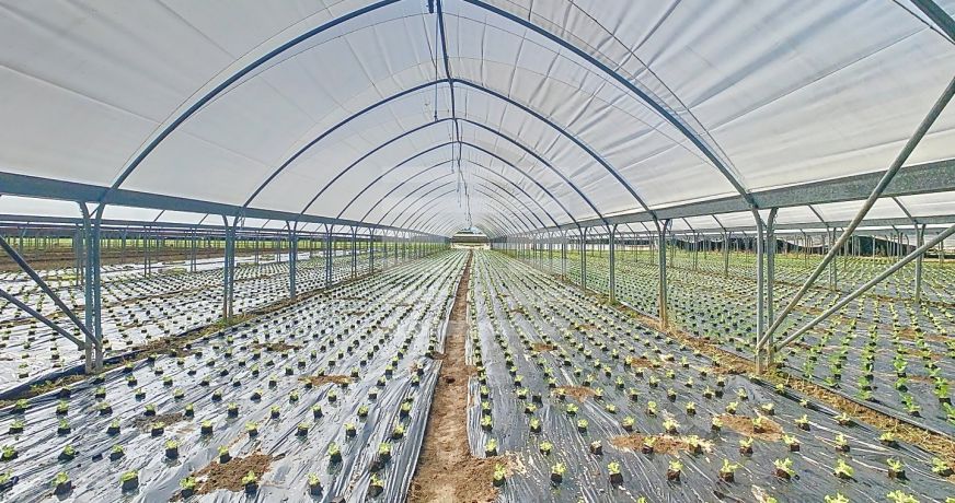 vente Horticole /maraîchage Marmande