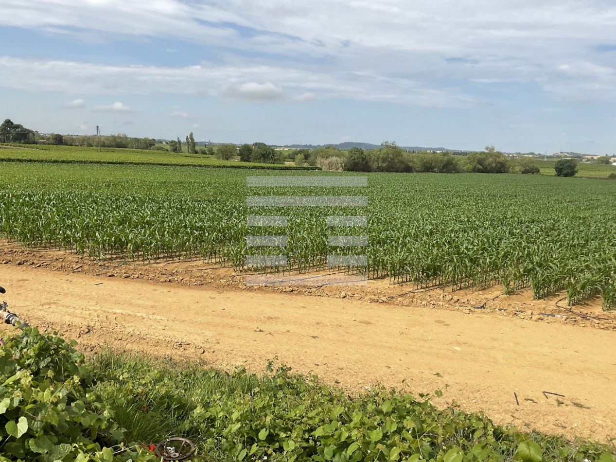 à vendre Agriculture viticulture Beziers - Photo 1
