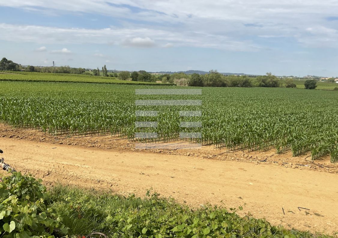 for sale Agriculture viticulture Beziers