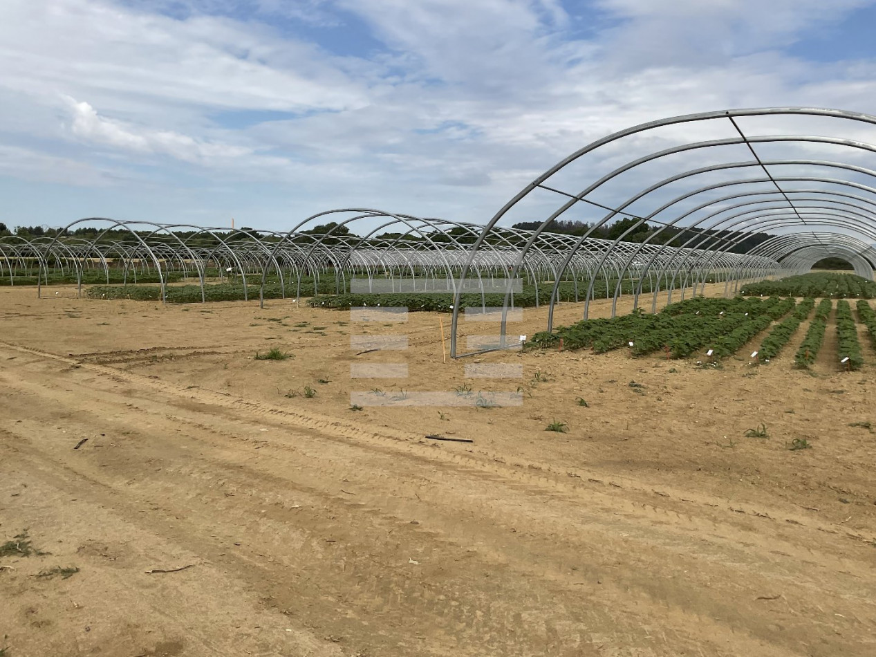 à vendre Agriculture viticulture Beziers - Photo 3