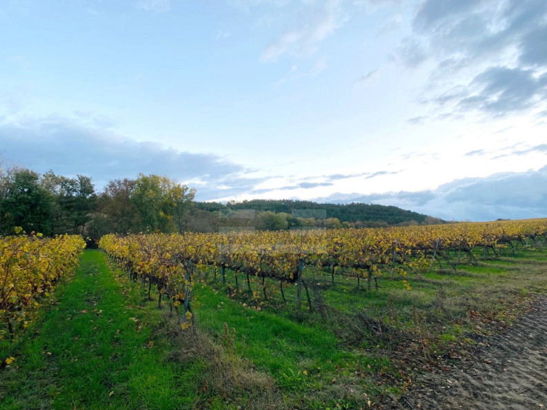 vente Terrain viticole Belveze Du Razes - Photo 4