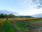 à vendre Terrain viticole Belveze Du Razes