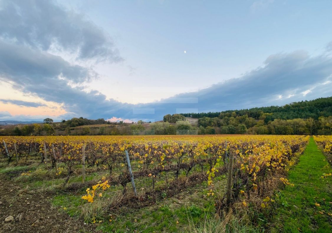 vente Terrain viticole Belveze Du Razes