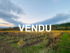 à vendre Terrain viticole Belveze Du Razes