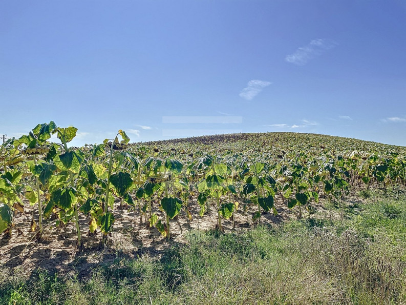 vente Terrain agricole Levignac - Photo 3