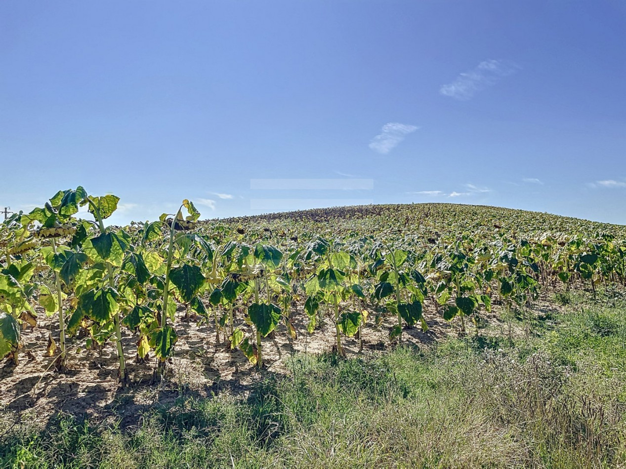 à vendre Terrain agricole Levignac - Photo 3