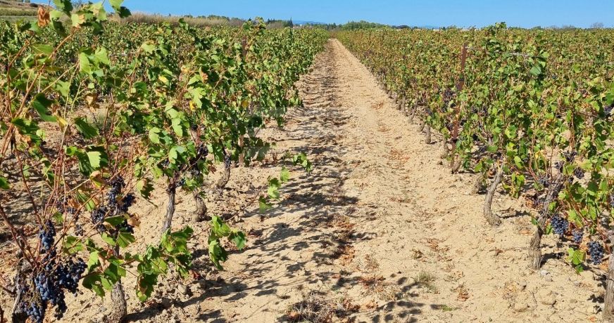 vente Propriété viticole Lezignan Corbieres