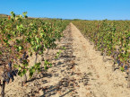 vente Propriété viticole Lezignan Corbieres