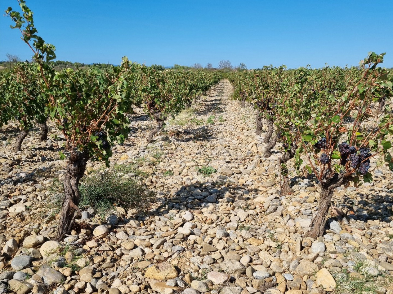 for sale Propriété viticole Lezignan Corbieres - Photo 4