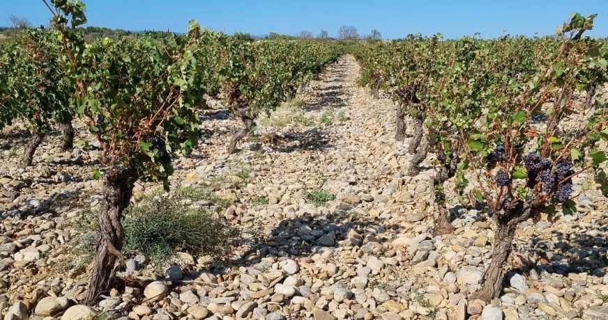 vente Propriété viticole Lezignan Corbieres
