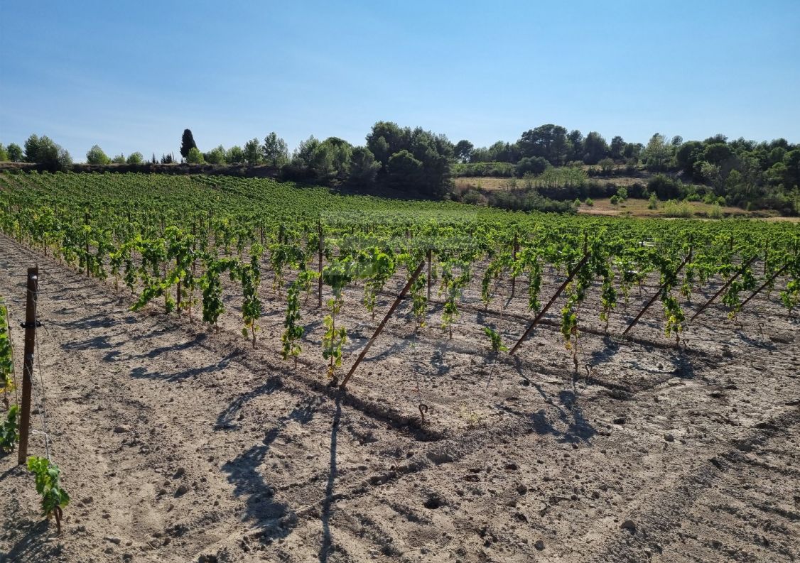 à vendre Propriété viticole Lezignan Corbieres