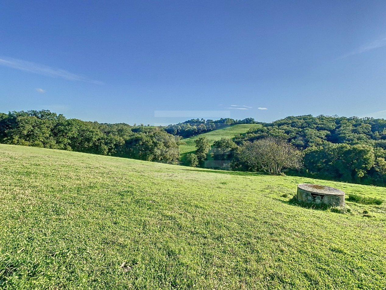 à vendre Ovins / caprins Albi - Photo 5