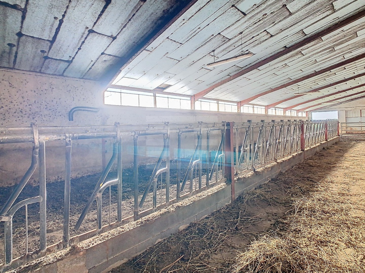 à vendre Ovins / caprins Albi - Photo 8