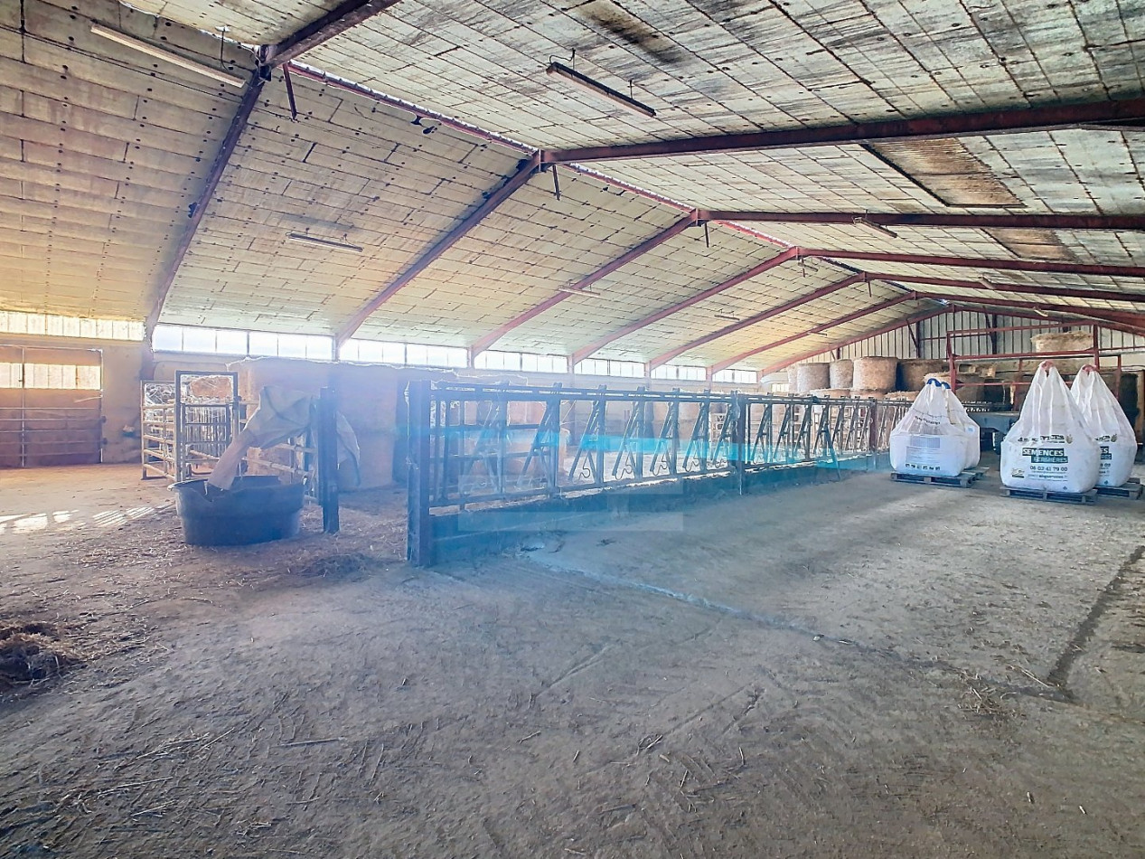 à vendre Ovins / caprins Albi - Photo 11