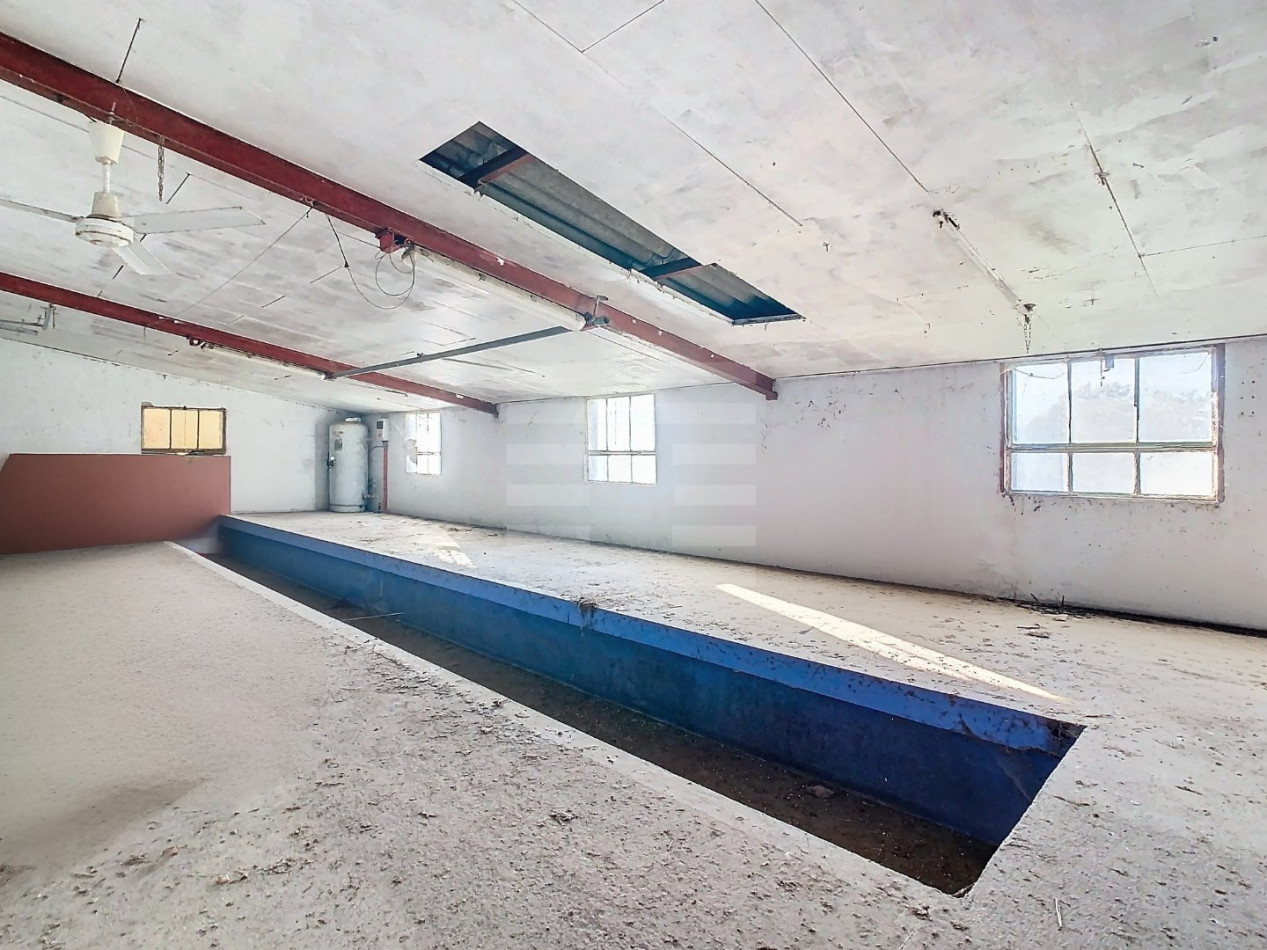 à vendre Ovins / caprins Albi - Photo 12