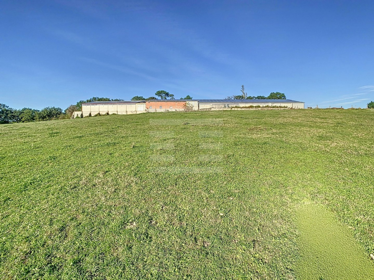 à vendre Ovins / caprins Albi - Photo 6