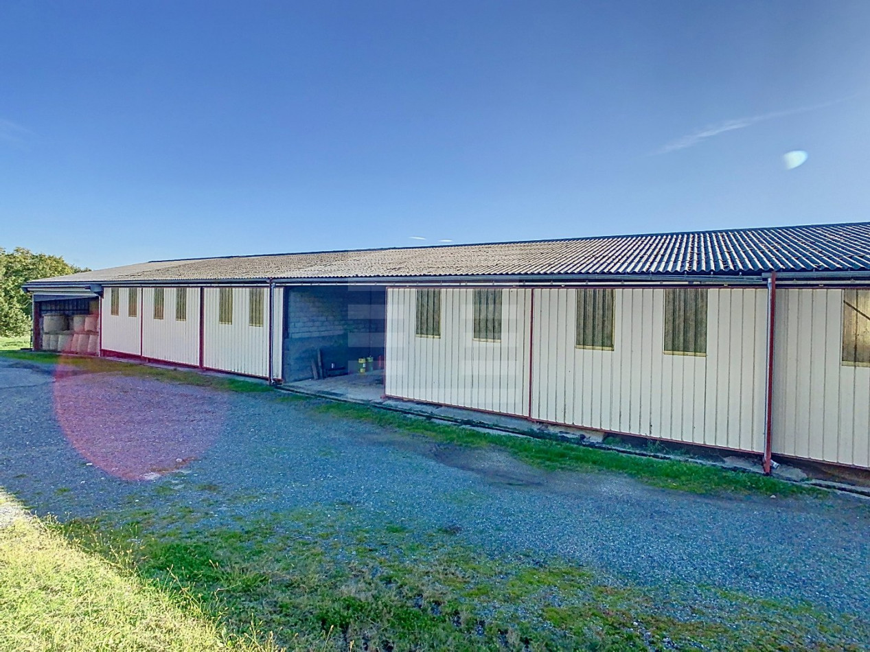 à vendre Ovins / caprins Albi - Photo 7