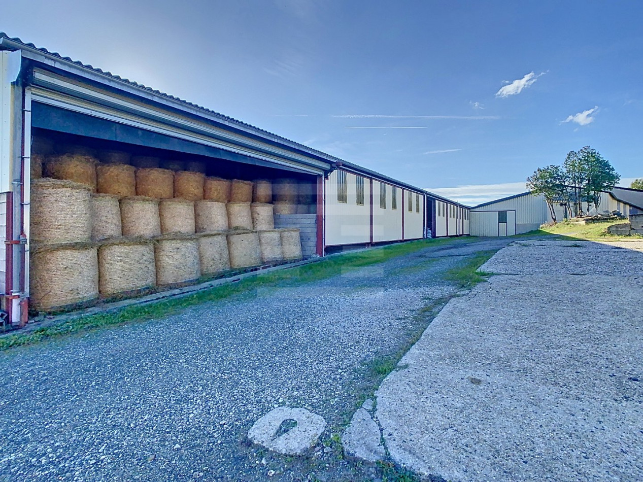 à vendre Ovins / caprins Albi - Photo 1