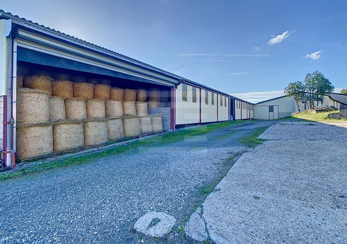 à vendre Ovins / caprins Albi