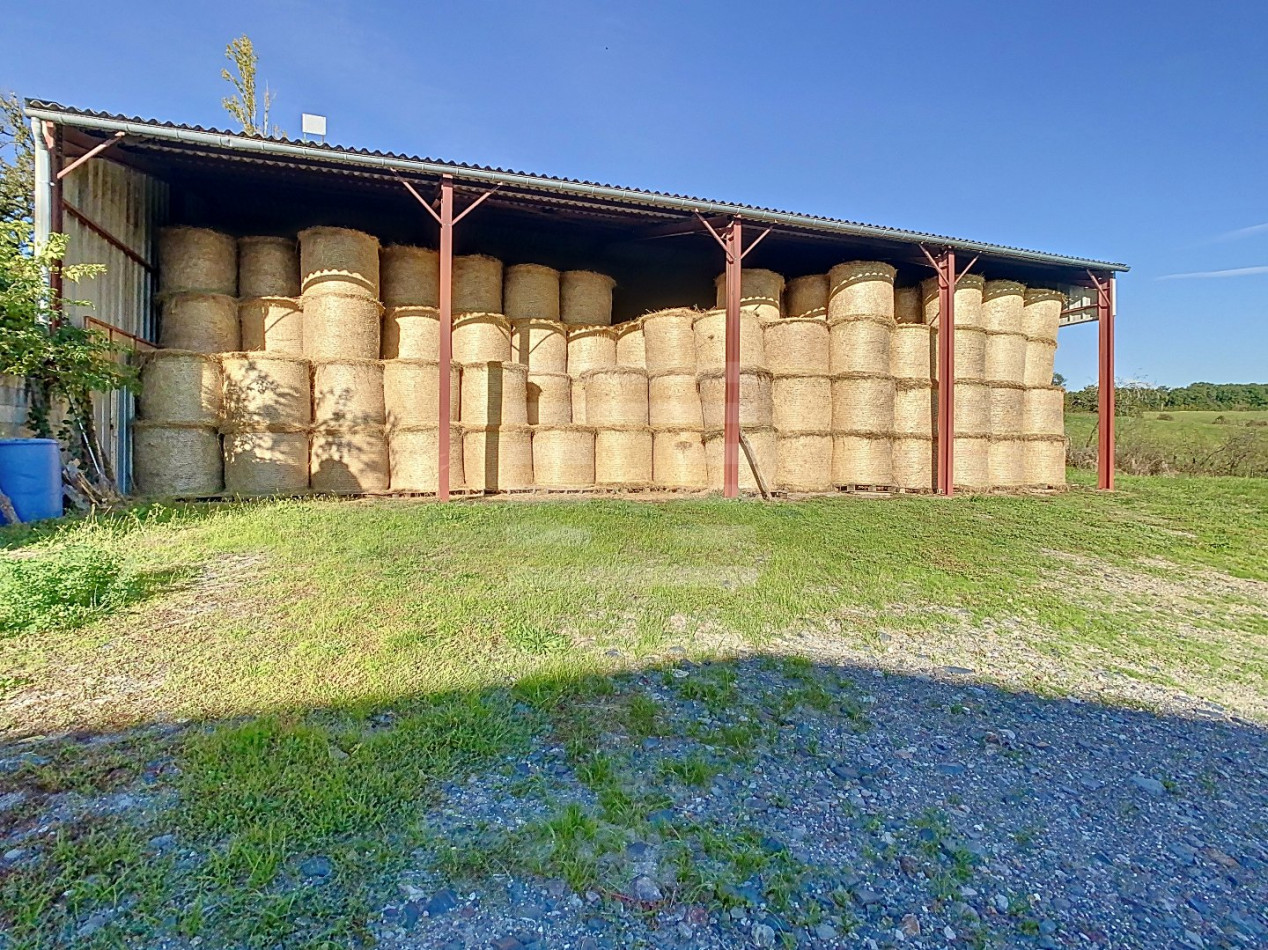 à vendre Ovins / caprins Albi - Photo 13