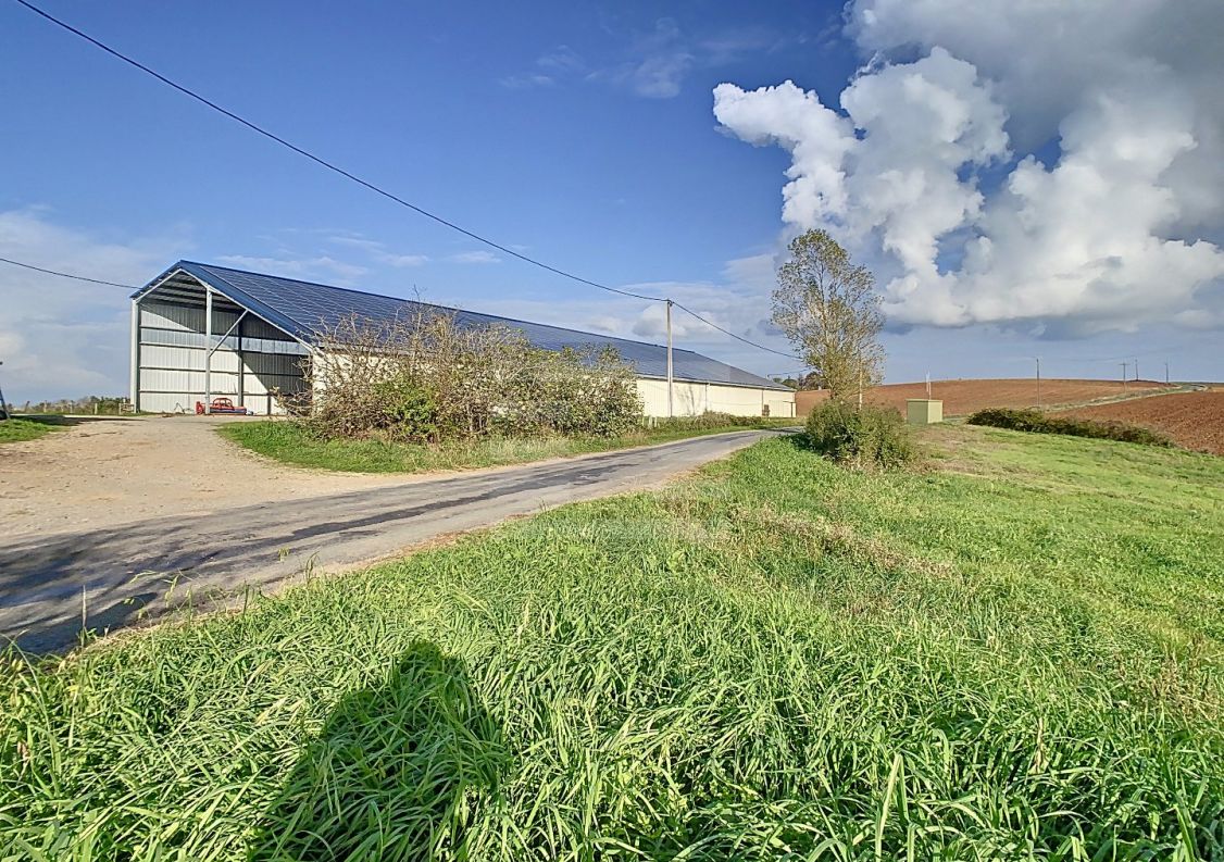 à vendre Bovine Albi