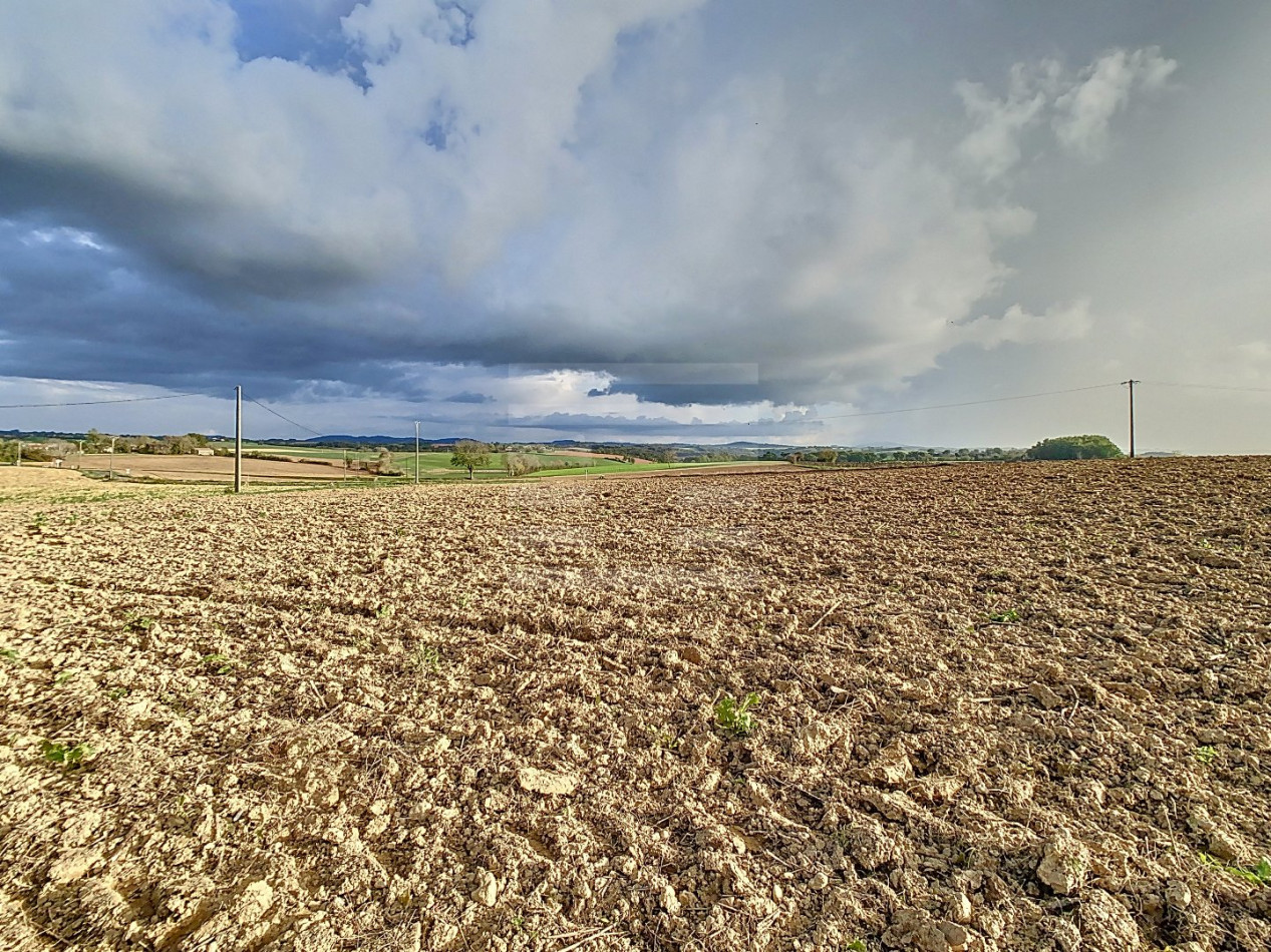 à vendre Bovine Albi - Photo 12