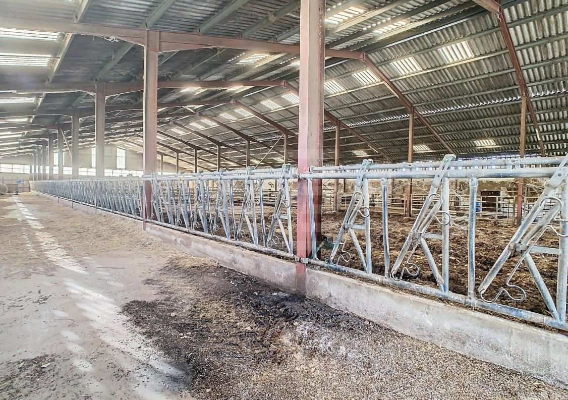 à vendre Bovine Albi