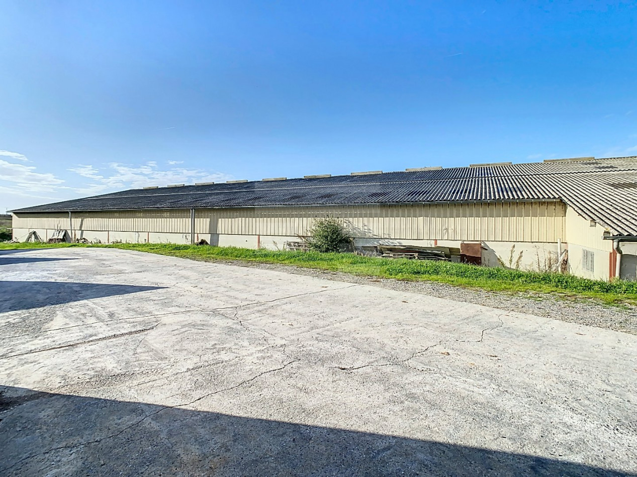 à vendre Bovine Albi - Photo 2