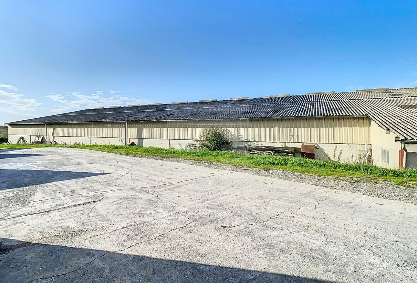 vente Bovine Albi - Photo 2