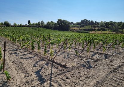 vente Terrain viticole Lezignan Corbieres