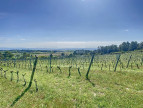 à vendre Propriété viticole Carcassonne
