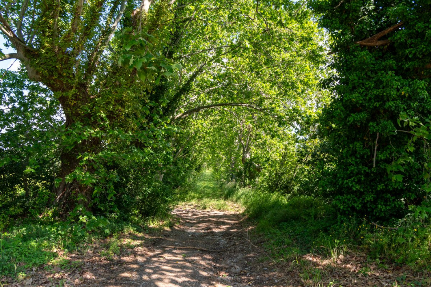 à vendre Domaine Douzens - Photo 9