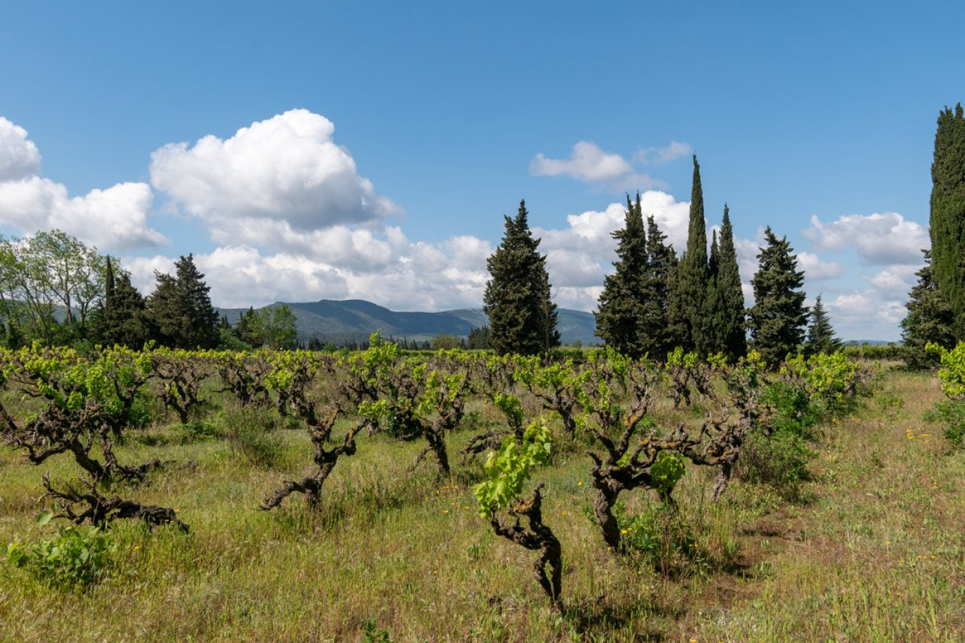 à vendre Domaine Douzens - Photo 13