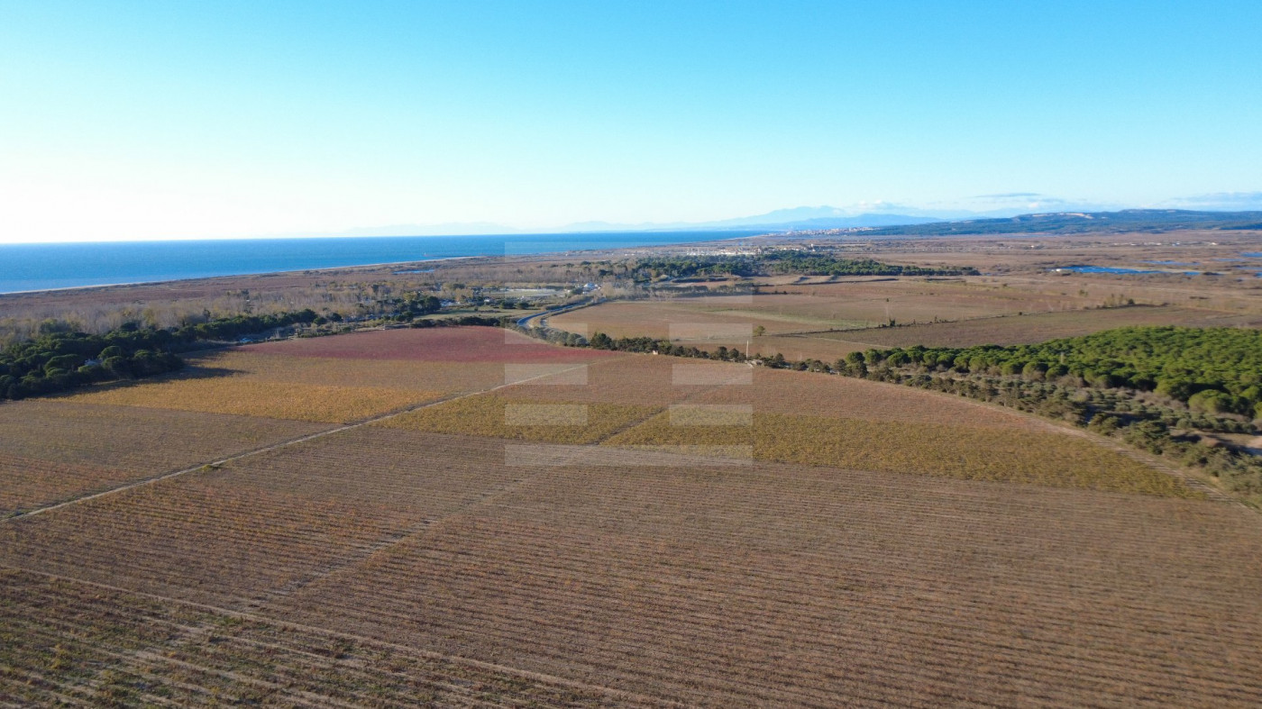 à vendre Propriété viticole Vendres - Photo 1