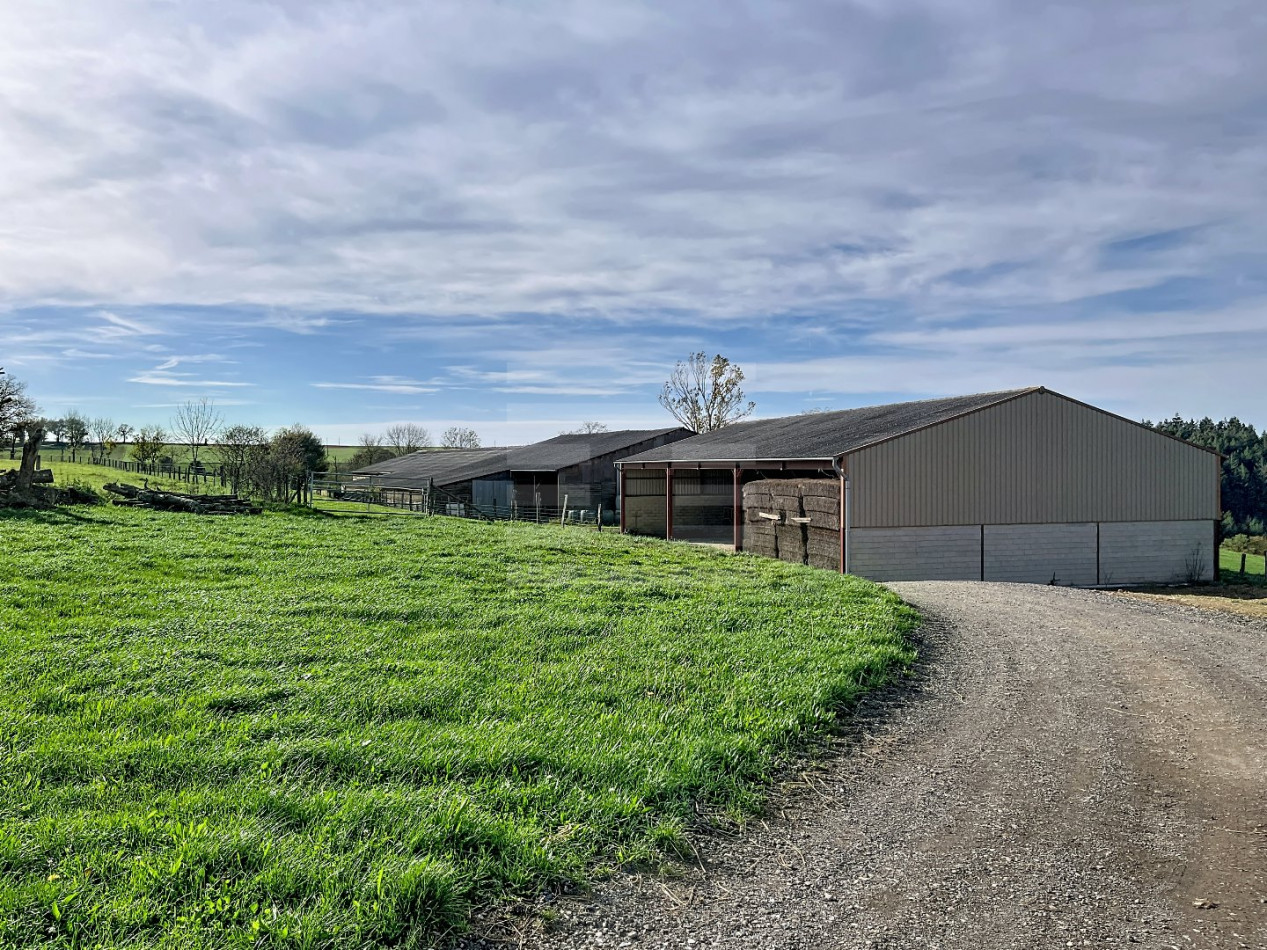 à vendre Ovins / caprins Courris - Photo 6