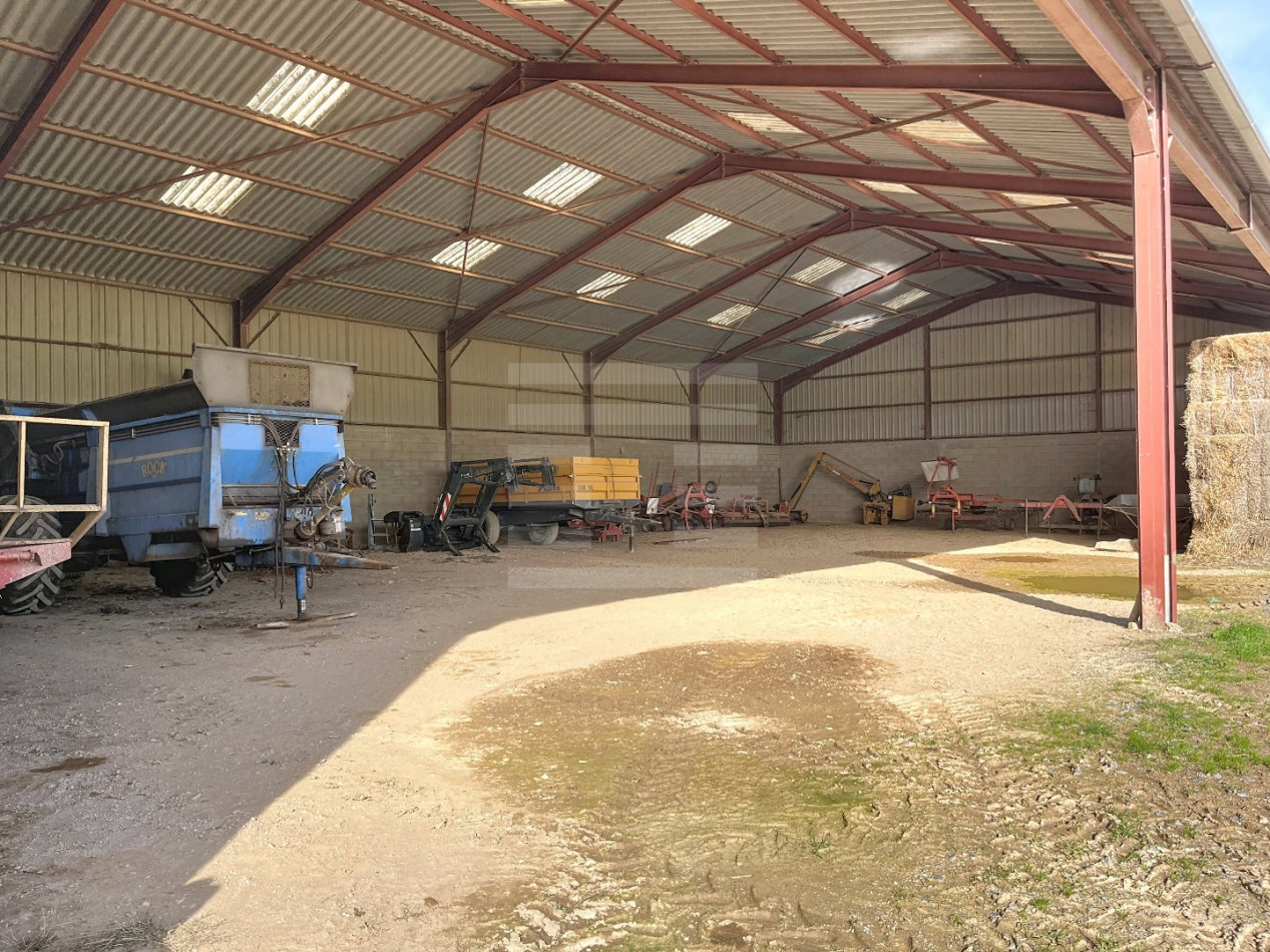 à vendre Ovins / caprins Courris - Photo 7