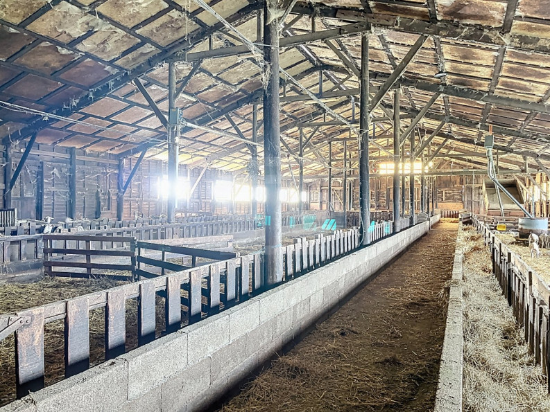 vente Ovins / caprins Courris - Photo 8