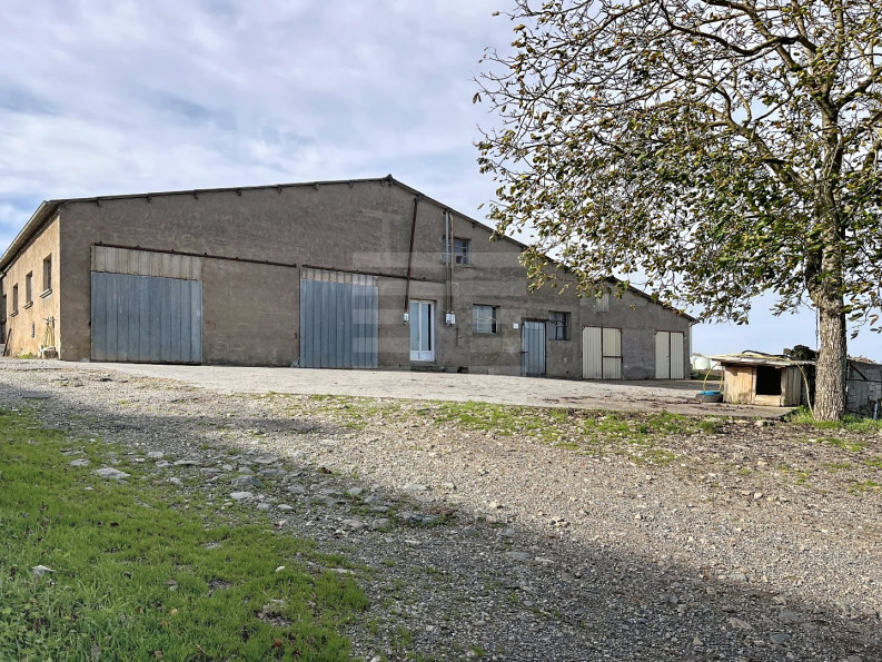 vente Ovins / caprins Courris - Photo 9