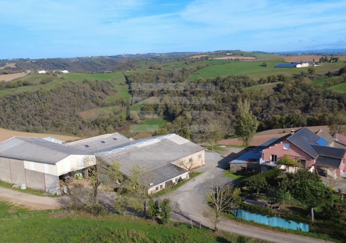 à vendre Ovins / caprins Courris