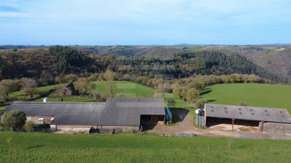 vente Ovins / caprins Courris - Photo 2