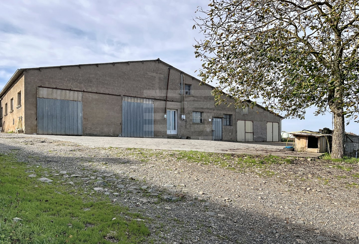 vente Ovins / caprins Courris - Photo 2