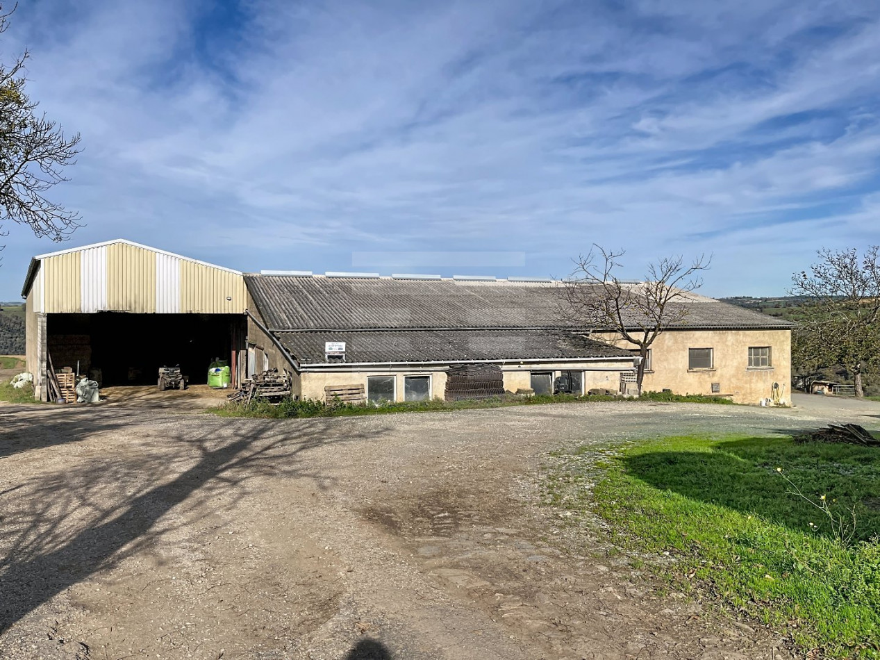 à vendre Ovins / caprins Courris - Photo 3