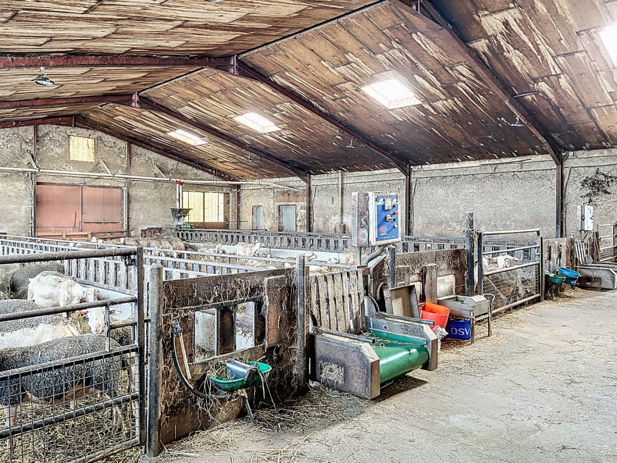 à vendre Ovins / caprins Courris - Photo 4