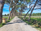 à vendre Propriété viticole Tourouzelle